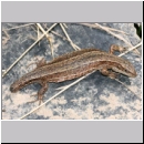 Zootoca vivipara - Waldeidechse 15 ohne Schwanz.jpg